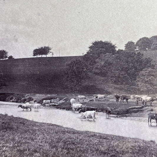 Antique 1860s Chatsworth Estate Park Derbyshire Stereoview Photo Card P1635