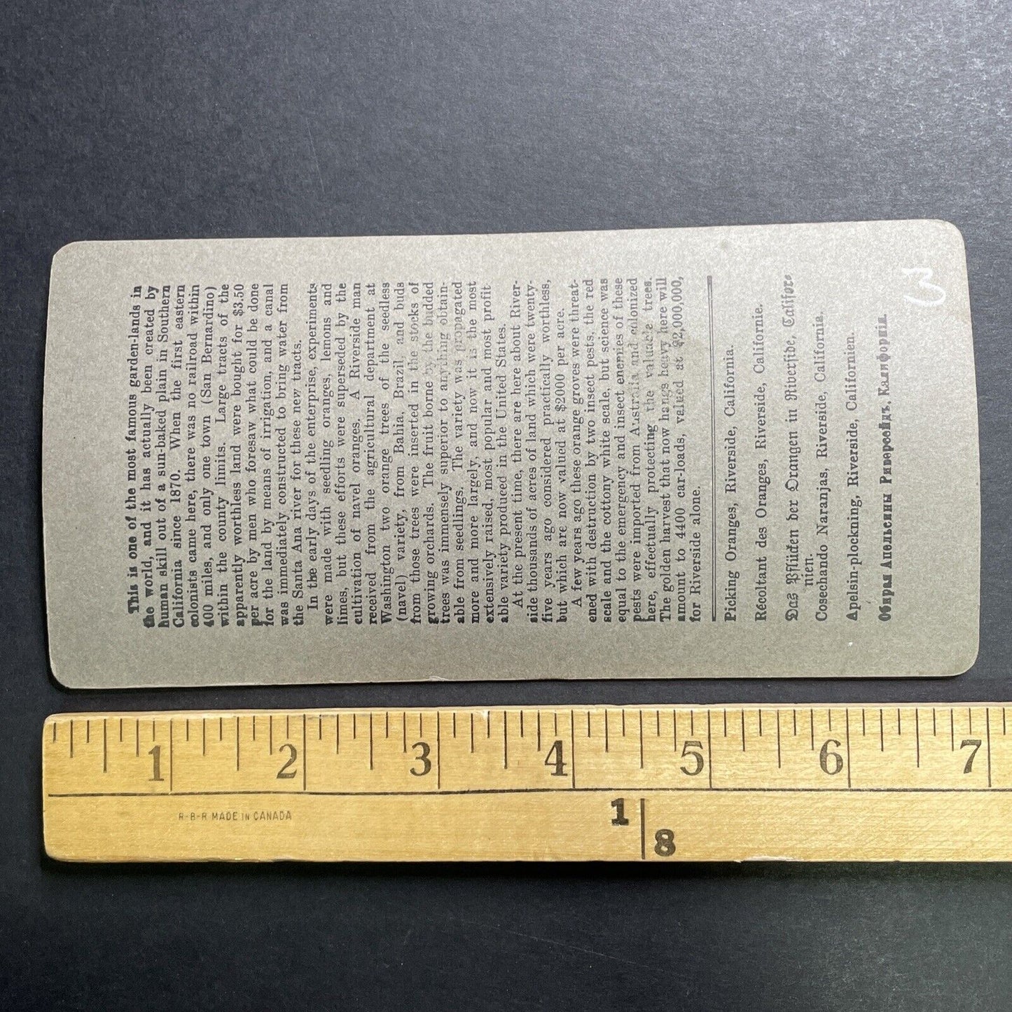 Antique 1905 Picking Oranges Riverside California Stereoview Photo Card P1317