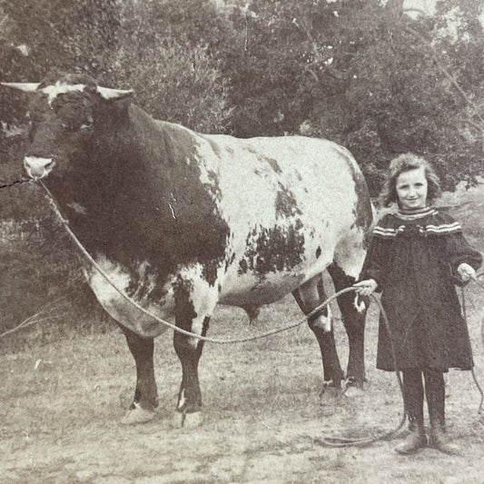 Antique 1894 A Massive Bull Led By A Child Girl Stereoview Photo Card P4331