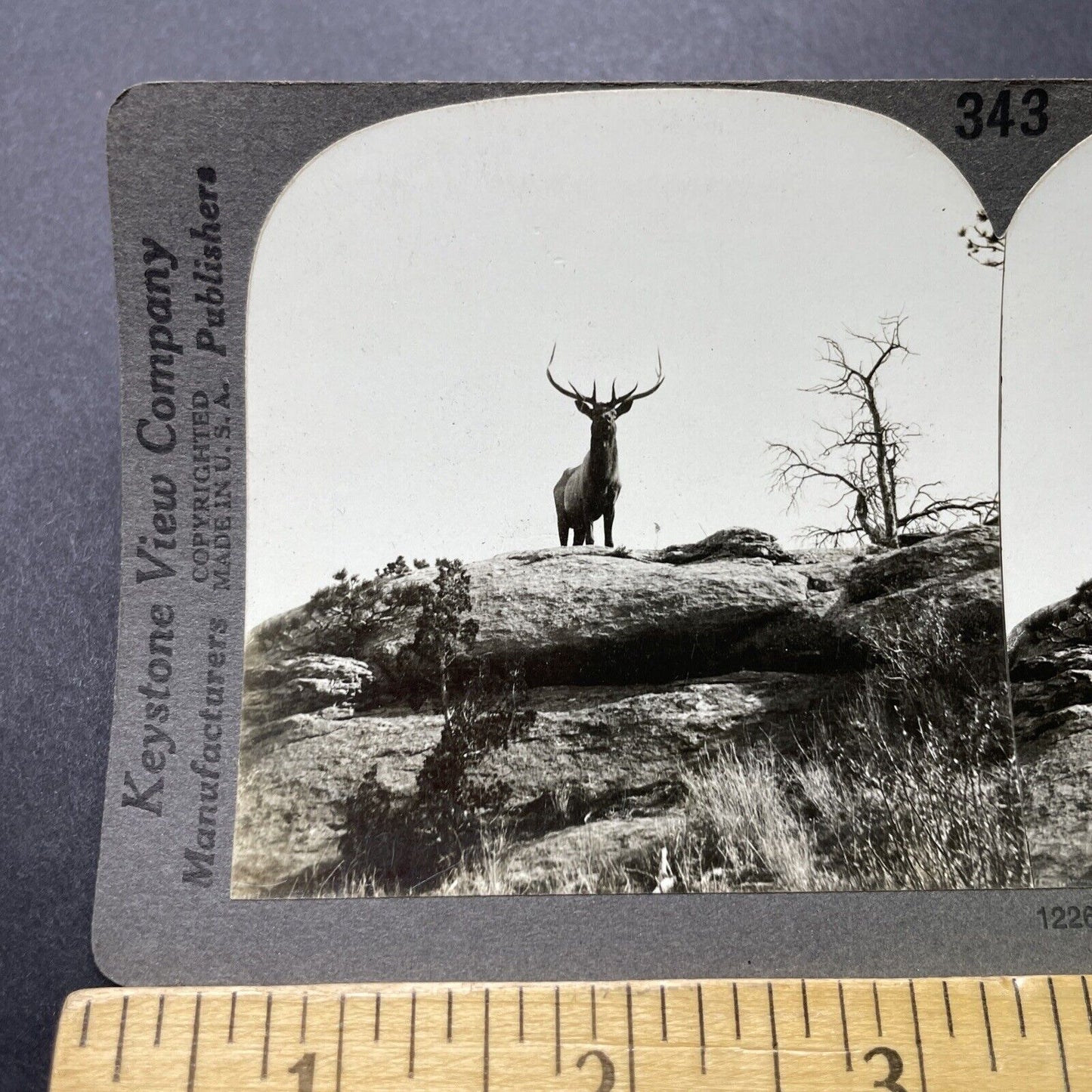 Antique 1910s Bull Elk Taunts Hunters In Montana Stereoview Photo Card P3186