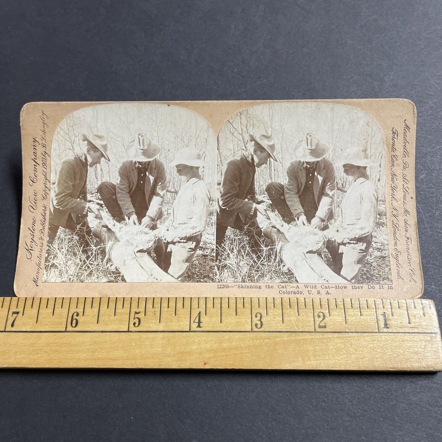 Antique 1903 Hunters Skin A Wild Cat In Colorado Stereoview Photo Card P5048