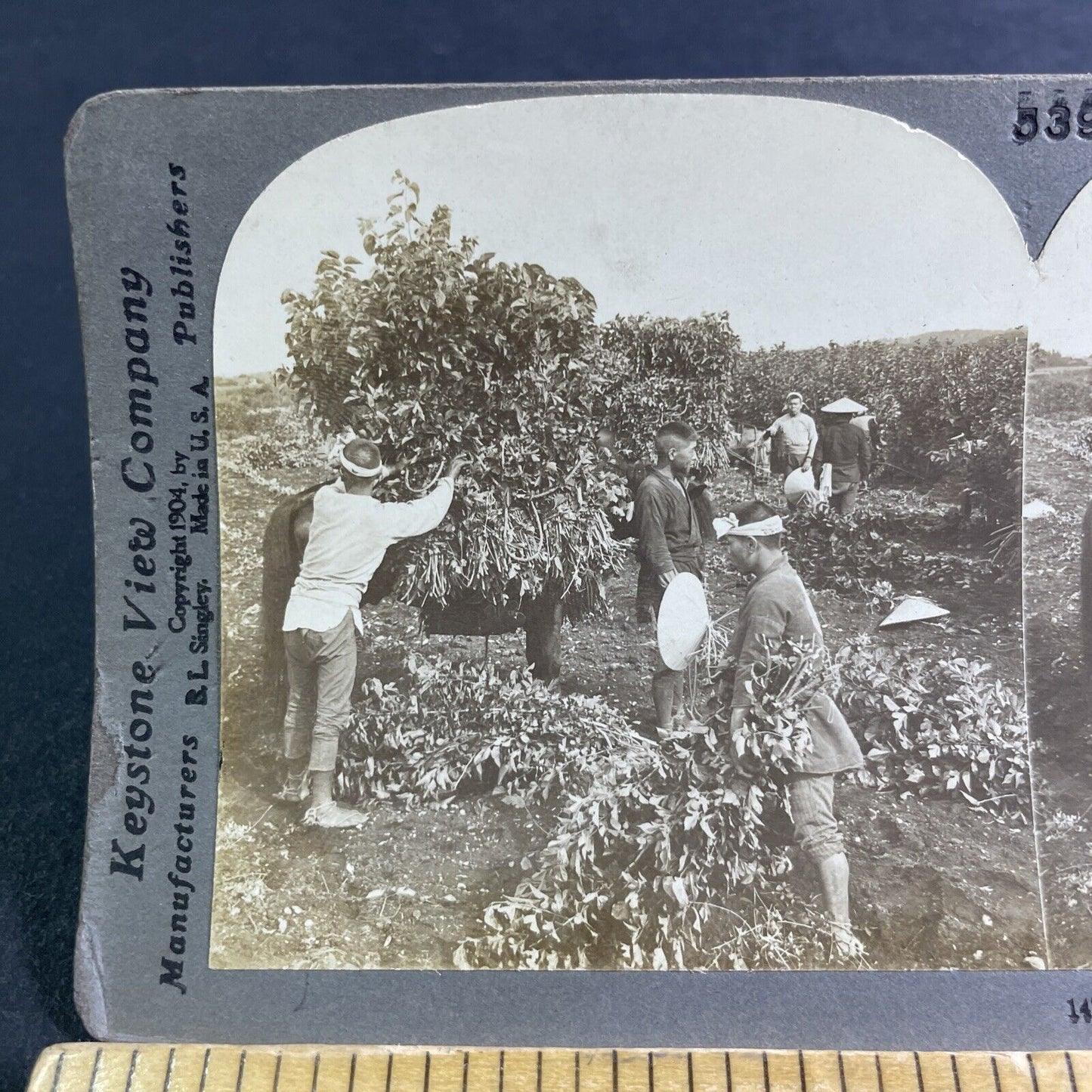 Antique 1904 Mulberry Leaf Harvest In Japan Stereoview Photo Card P2207