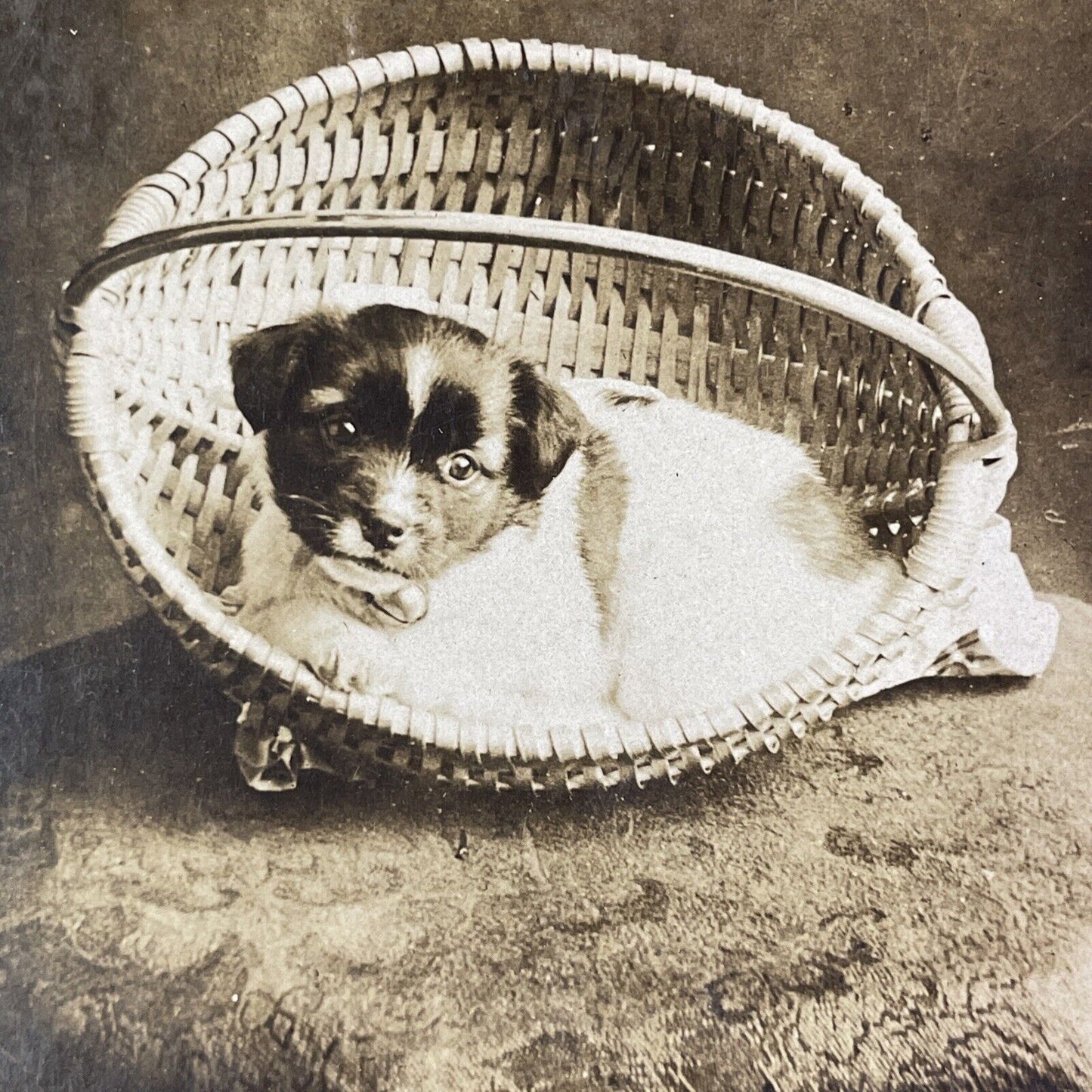 Puppy Dog in a Basket Stereoview O.W.  Watson Spokane Washington c1901 Y1709