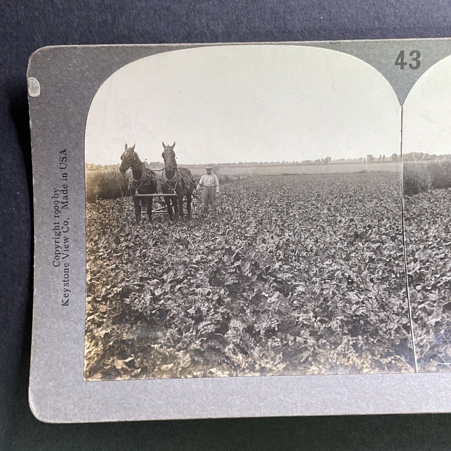 Antique 1909 Man Farming Tobacco Field Southern USA Stereoview Photo Card P1751