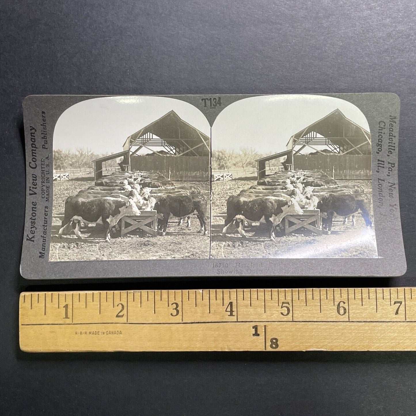 Antique 1918 Hereford Cattle In Manhattan Kansas Stereoview Photo Card P1354