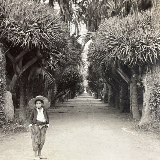 Antique 1920s Algerian Boy In Algiers Algeria Stereoview Photo Card P5104