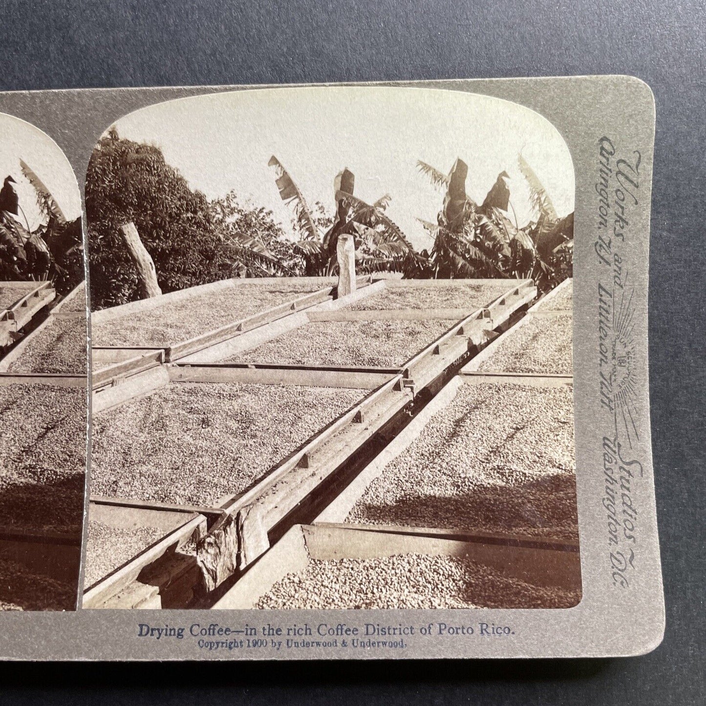 Antique 1900 Drying Coffee Beans In Puerto Rico Stereoview Photo Card P1720