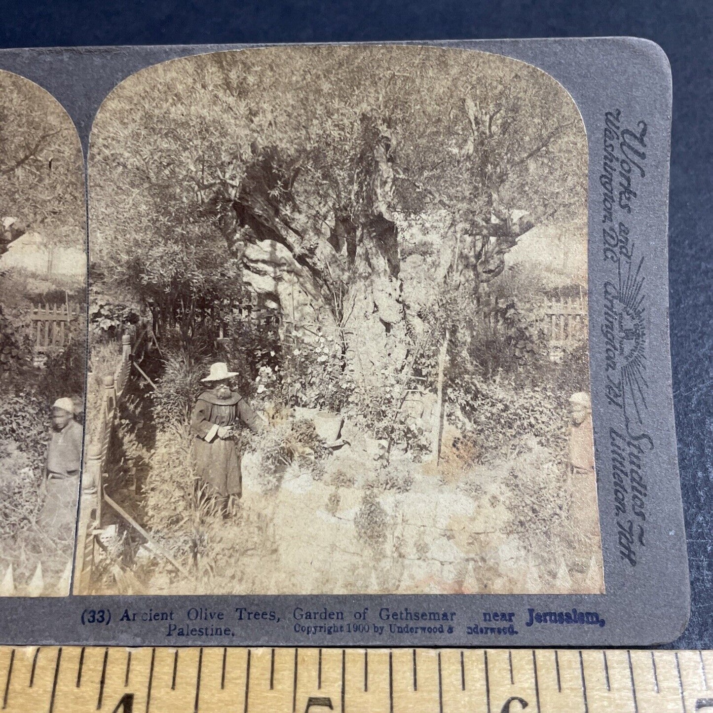 Antique 1900 Jewish Monk Ancient Olive Tree Stereoview Photo Card P4432