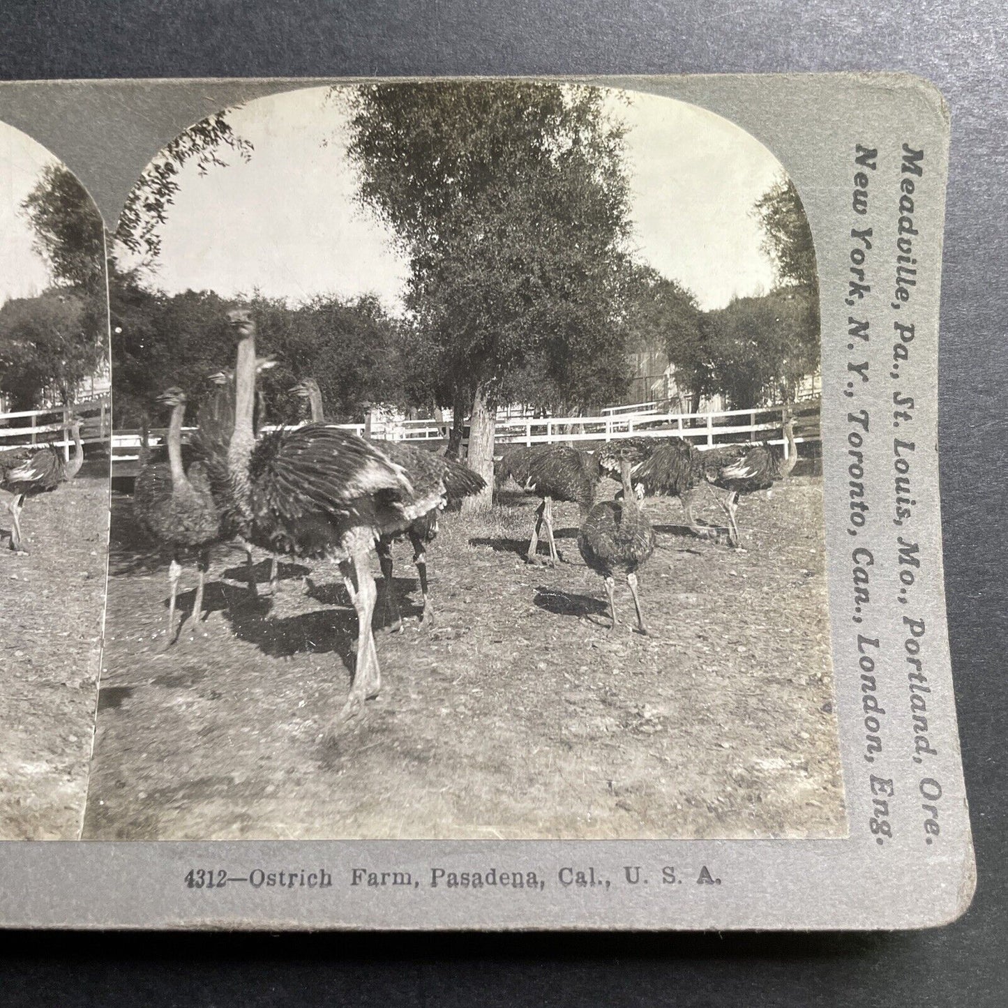 Antique 1897 Ostrich Farm Pasadena California Stereoview Photo Card P1442