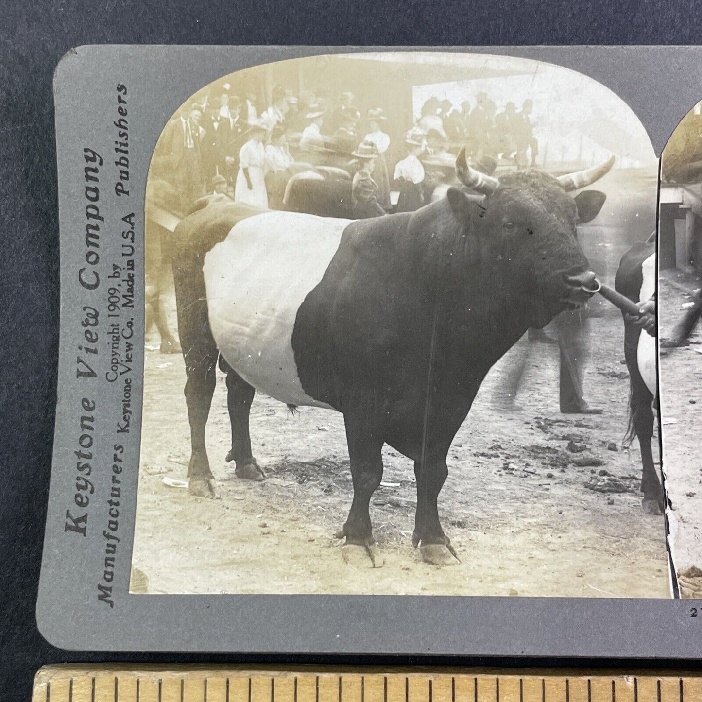 Winning Dutch Belted Bull Stereoview Champion Auten Antique c1909 Y2743