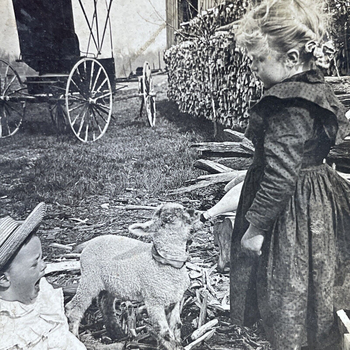 Antique 1901 Girl Feeds Baby's Milk Bottle To A Lamb Stereoview Photo Card P2595