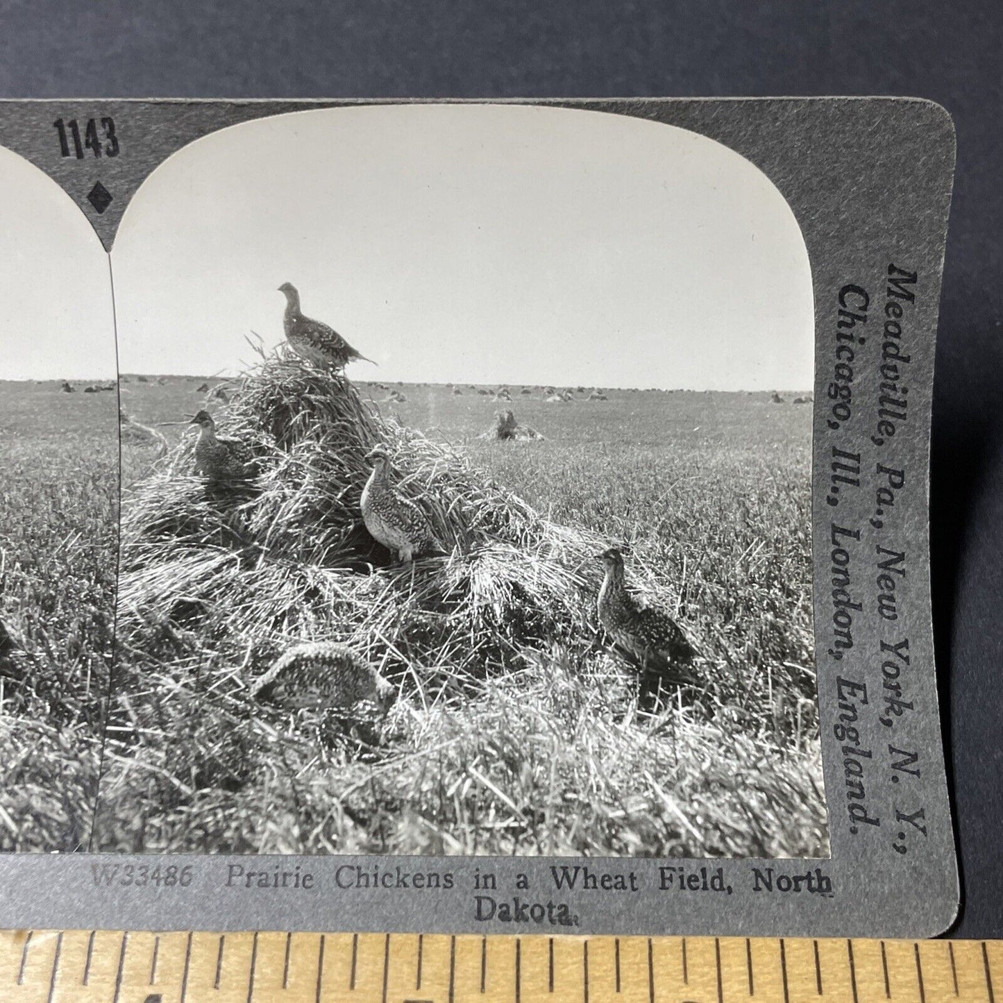 Antique 1920s Prairie Chicken Birds In North Dakota Stereoview Photo Card V2828