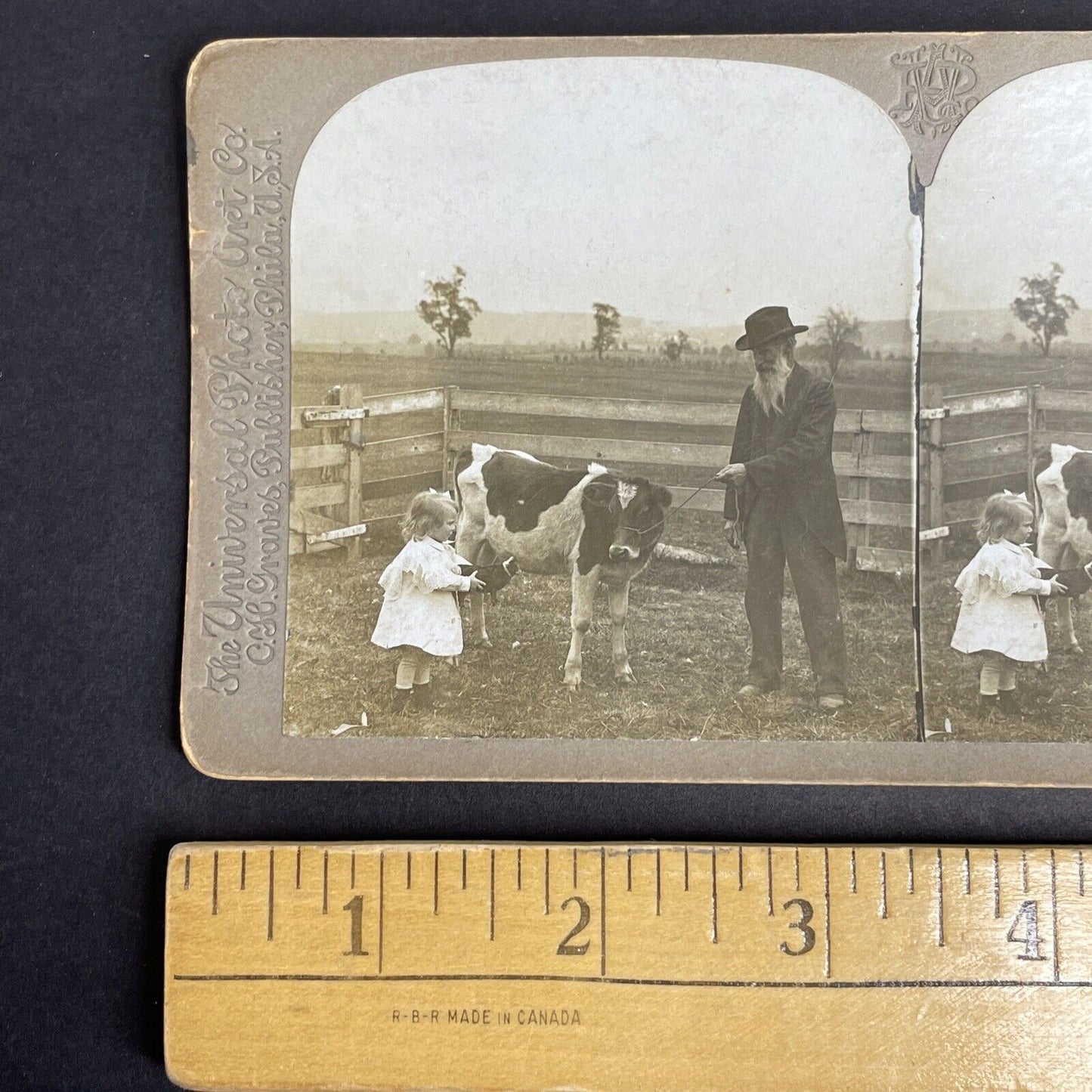 Antique 1902 Milk Cow & Little Girl In The Midwest Stereoview Photo Card PC804