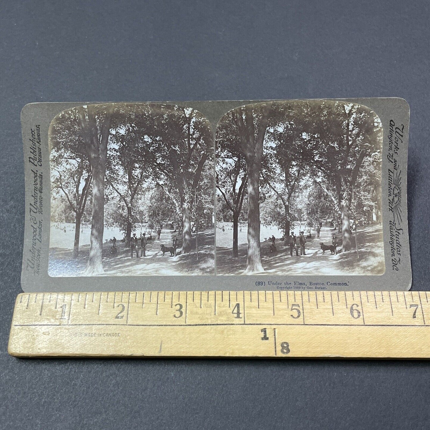 Antique 1889 Elm Trees In Boston Common Stereoview Photo Card V1874