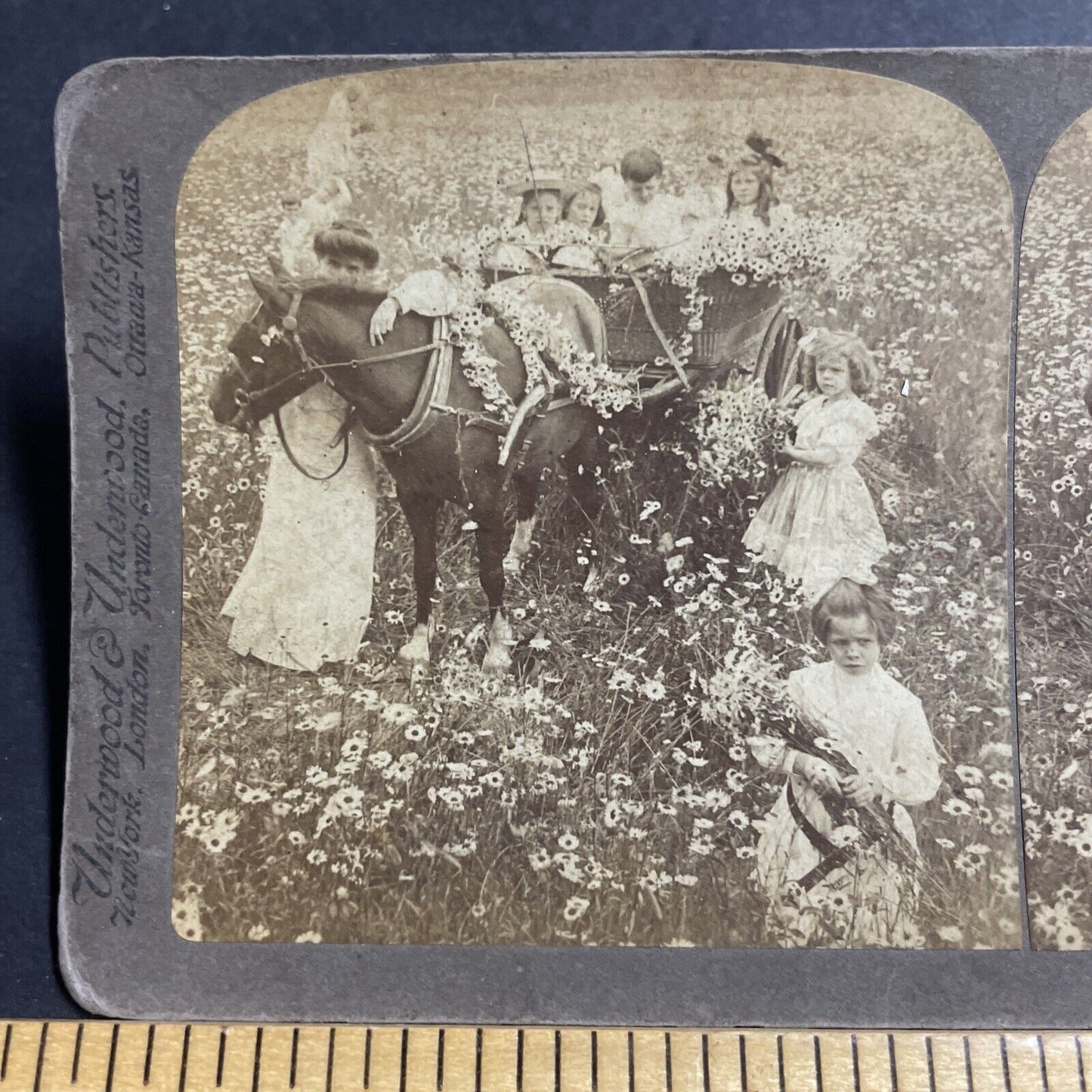 Antique 1904 Young Girls & Horse In Daisy Field Stereoview Photo Card P4988