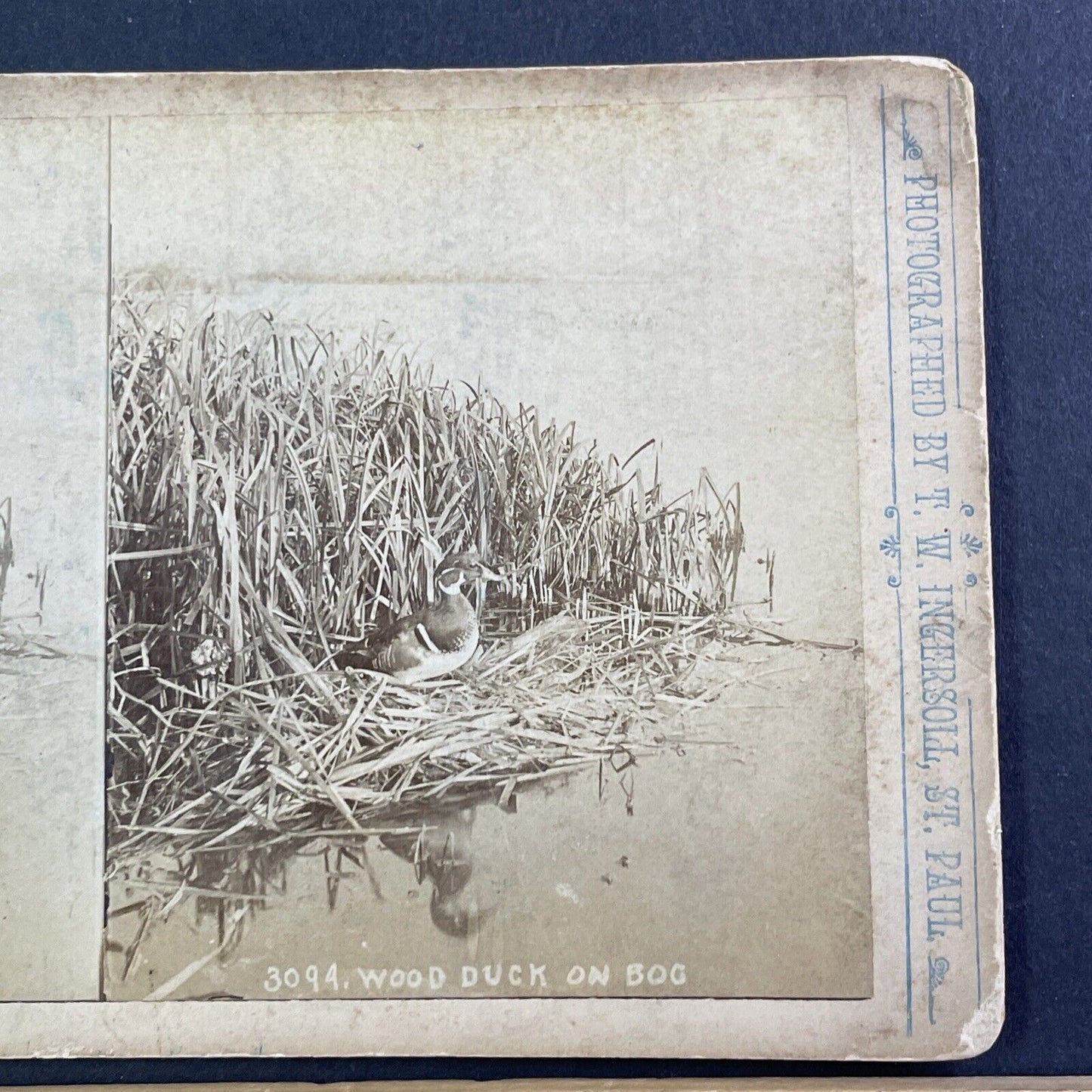 Wood Duck Bird Stereoview T.W. Ingersoll St. Paul Minnesota c1888 Y425