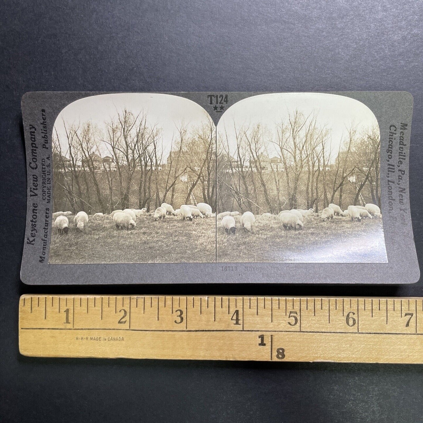 Antique 1918 Sheep Grazing Iowa State College Campus Stereoview Photo Card P1355