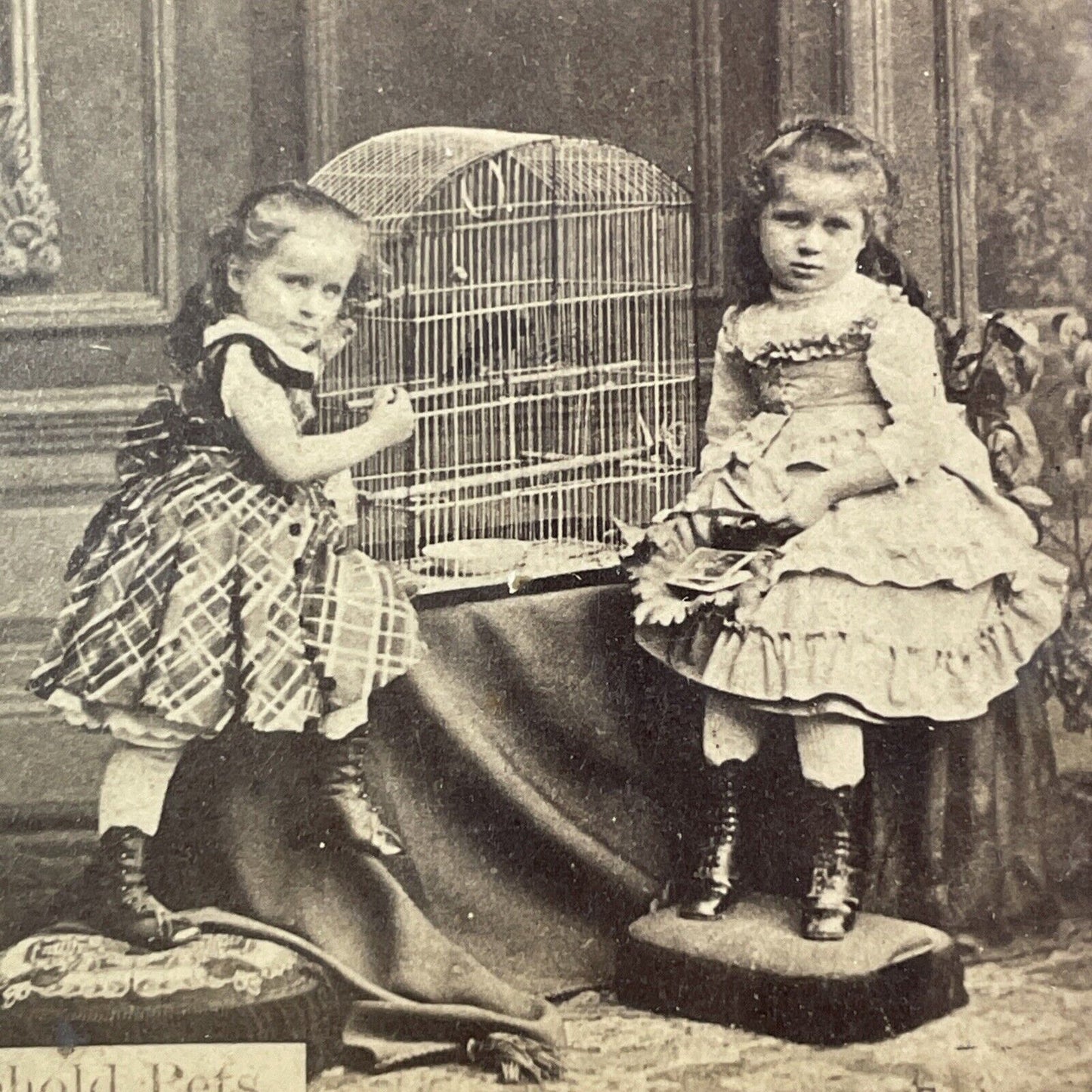 Parakeet Bird Pet With Children Stereoview Bird In Cage Antique c1880 X2403