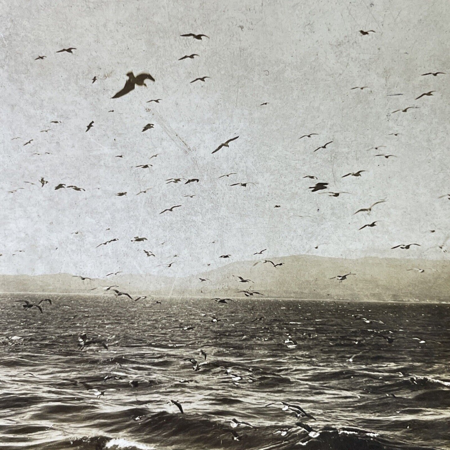 Antique 1903 Sea Gulls Flying In Strait Of Gibraltar Stereoview Photo Card P3102