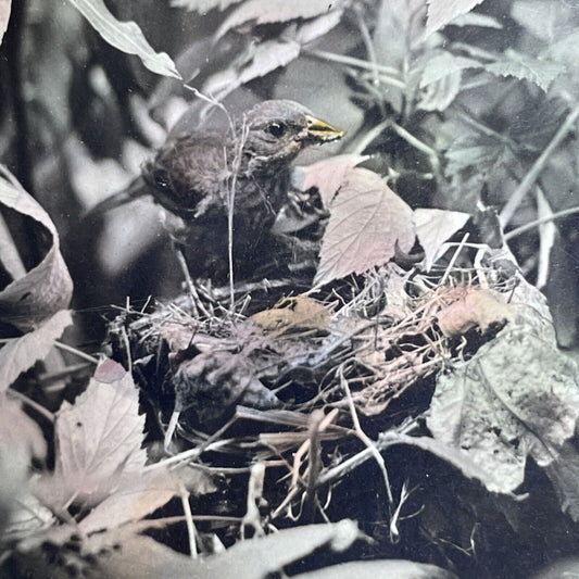 Antique 1908 Indigo Bird In It's Hidden Nest Stereoview Photo Card PC797