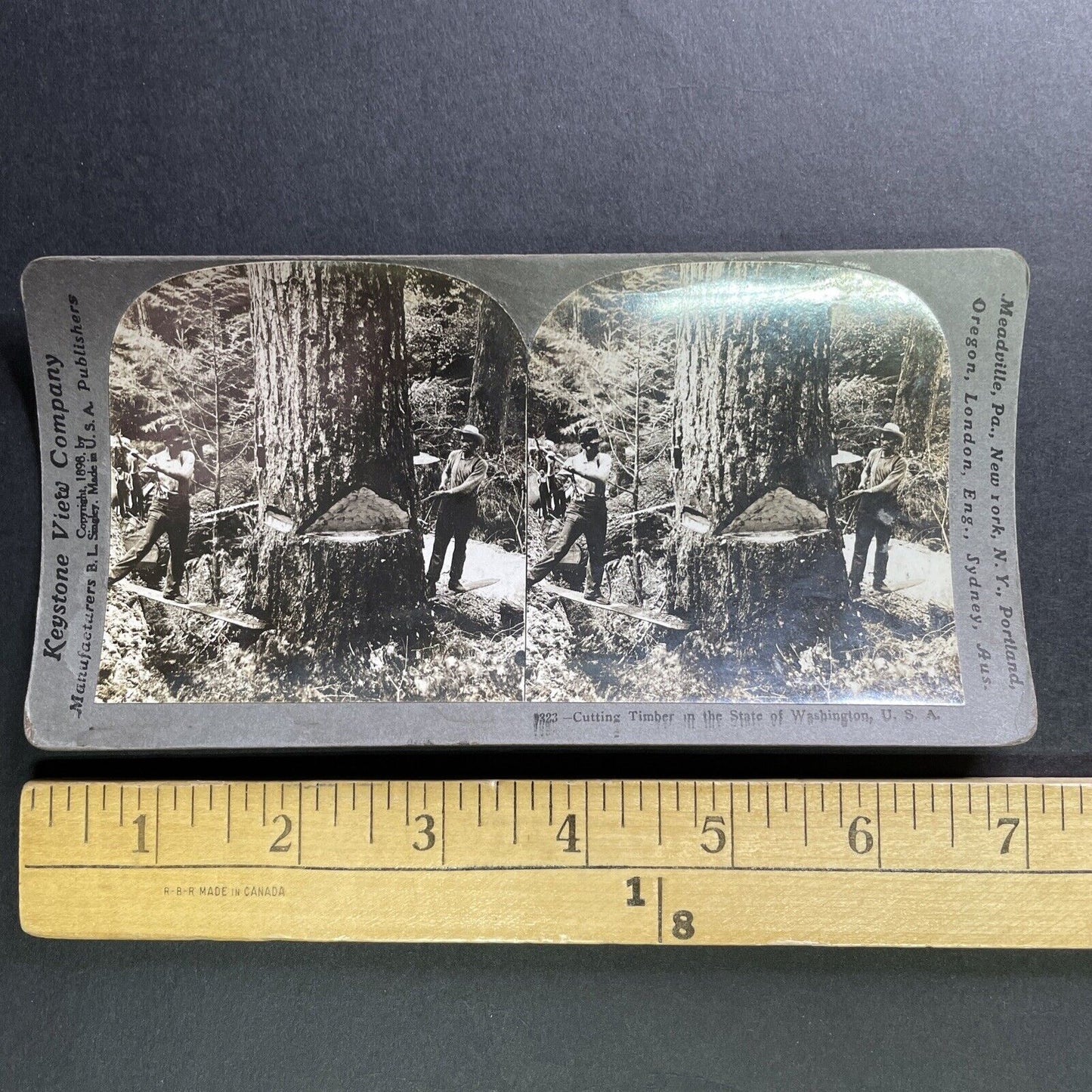 Antique 1909 Cutting A Giant Redwood Washington Stereoview Photo Card P1753