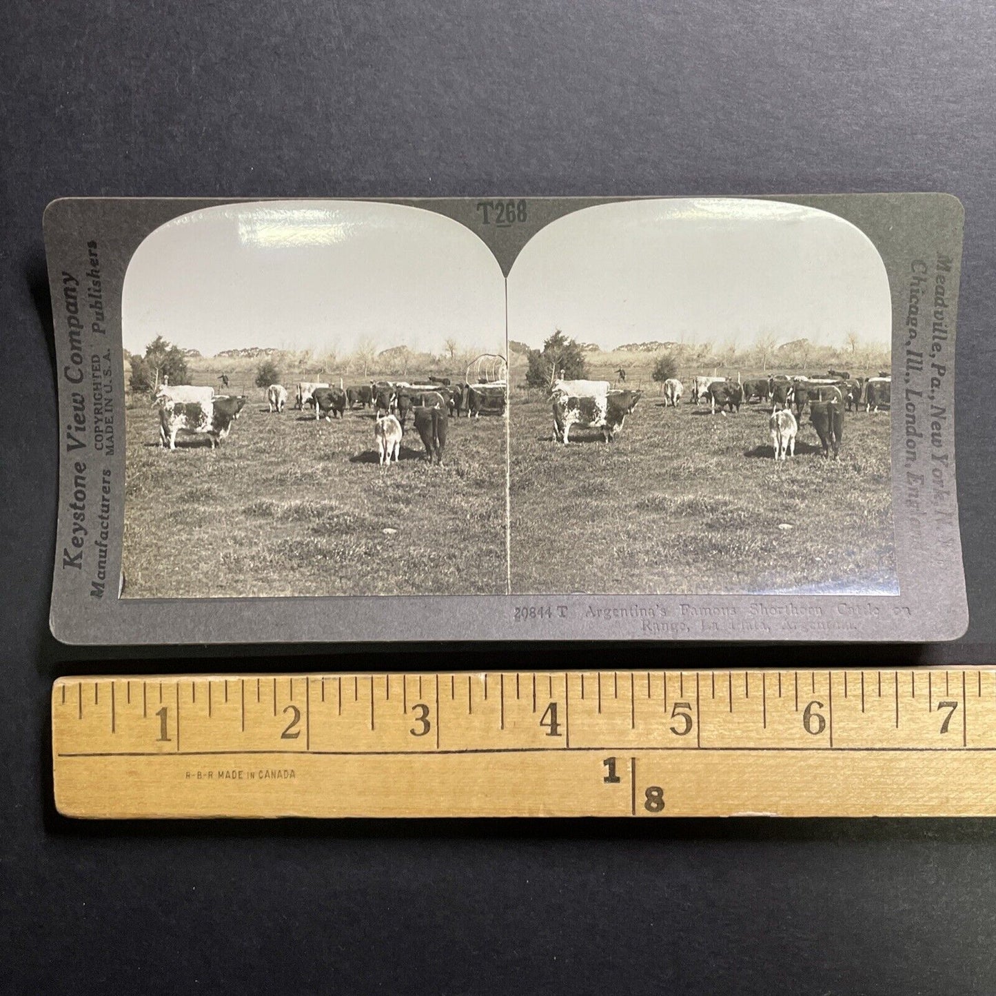 Antique 1918 Shorthorn Cattle La Plata Argentina Stereoview Photo Card P1367