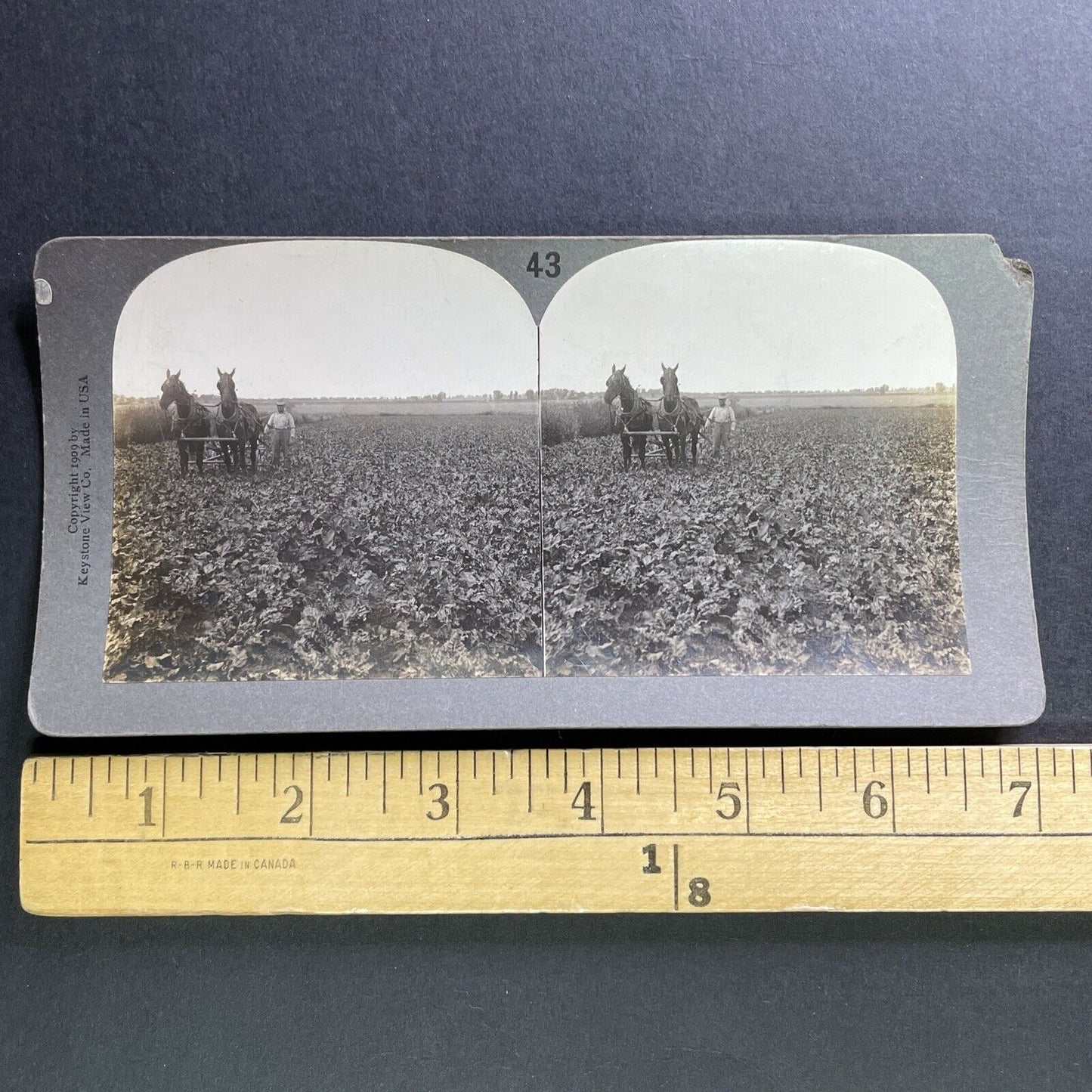 Antique 1909 Man Farming Tobacco Field Southern USA Stereoview Photo Card P1751