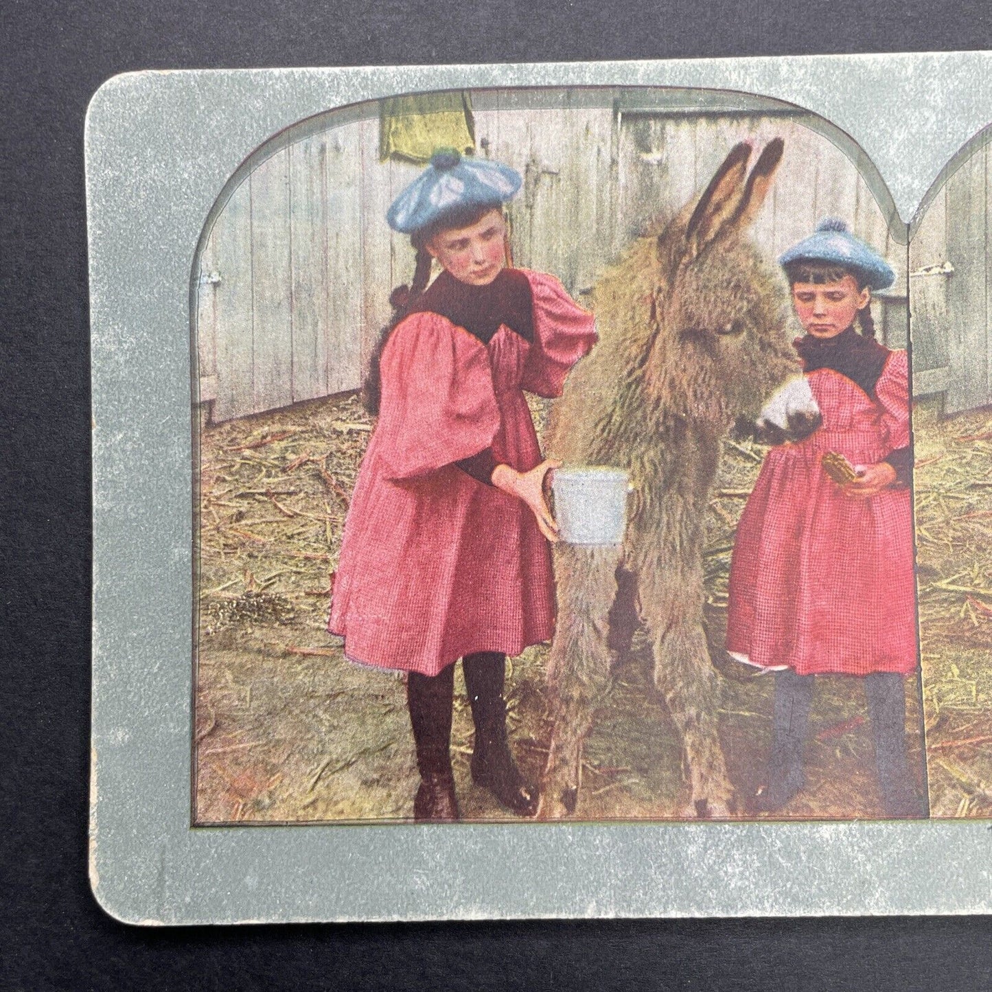 Antique 1890 Young Girls Feed A Donkey On Farm Stereoview Photo Card P580-044