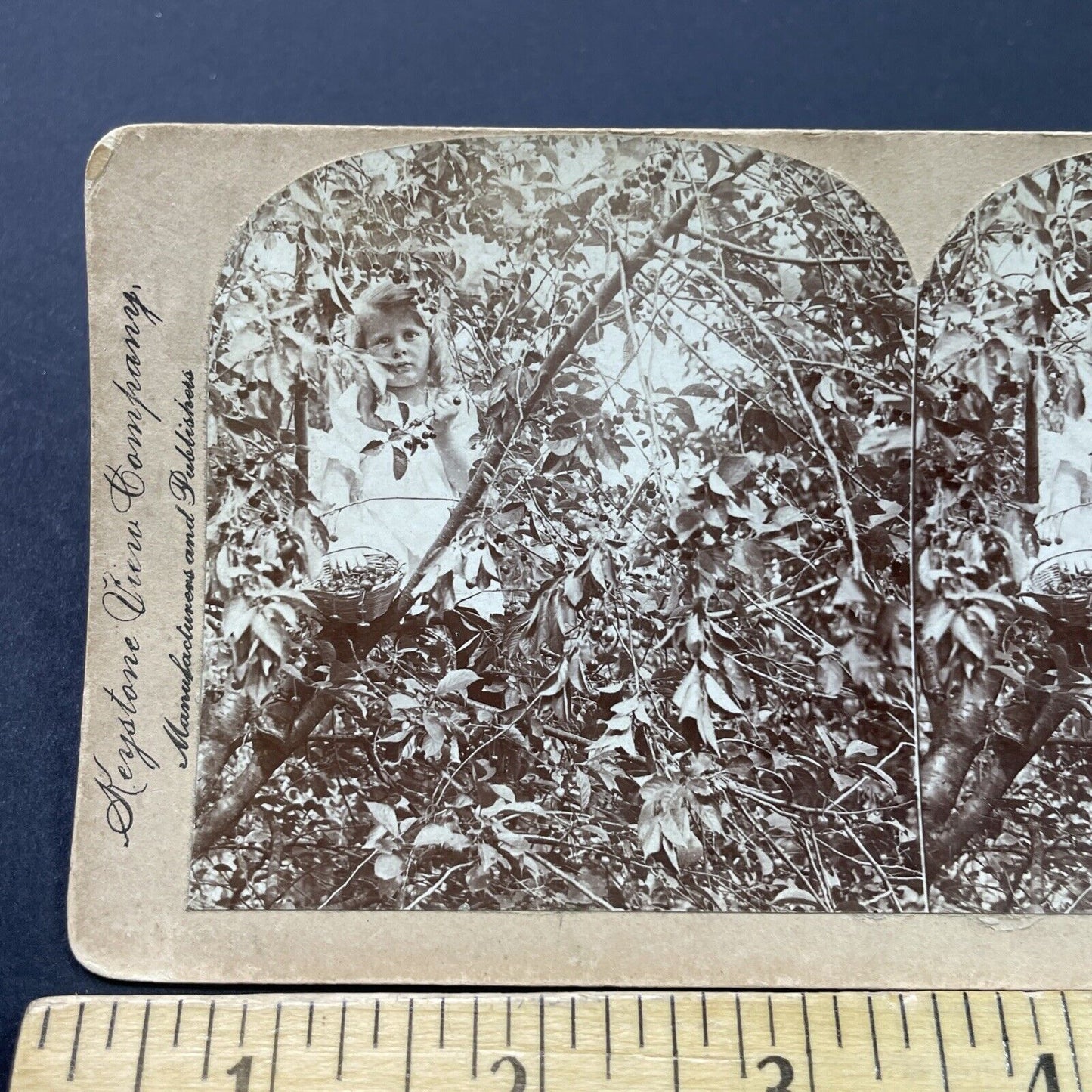 Antique 1902 Child Picking Cherries In A Tree Stereoview Photo Card P2627