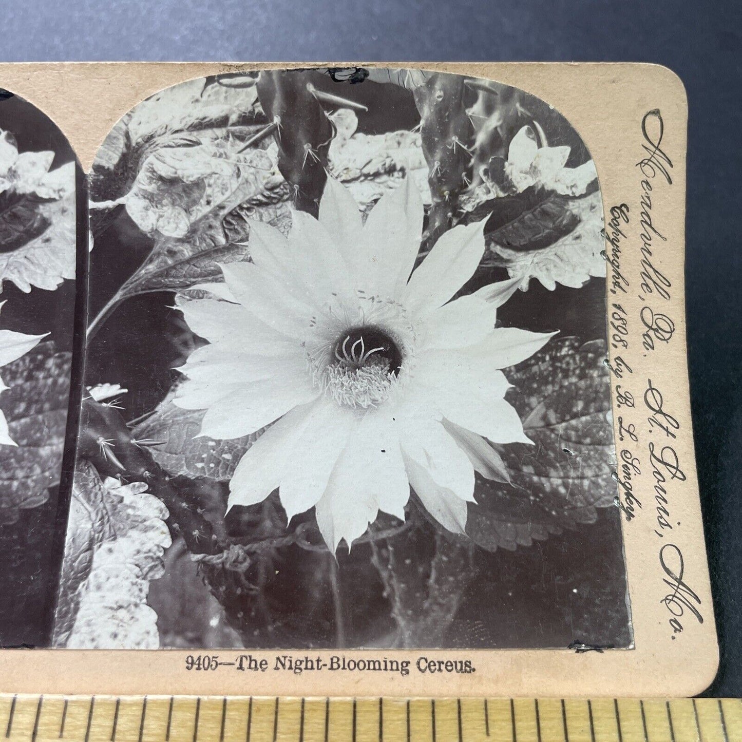 Antique 1898 A Night Blooming Cereus Flower Stereoview Photo Card P4003