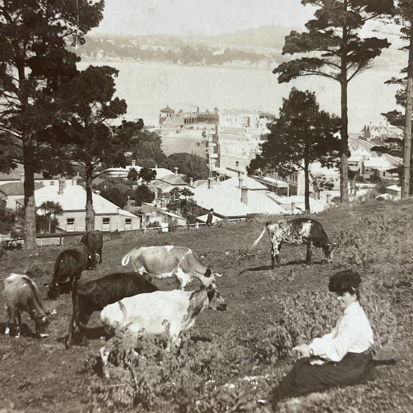 Antique 1911 Northcote Auckland New Zealand Park Stereoview Photo Card P5154