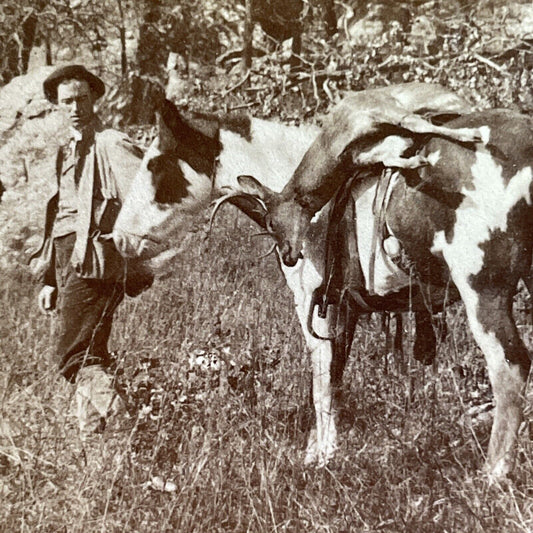 Antique 1900 Deer Hunting In The Swiss Alps Stereoview Photo Card P1567