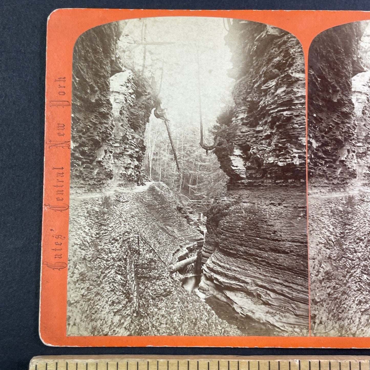 Cedar Tree Watkins Glen New York Stereoview George F. Gates Antique c1865 Y1751
