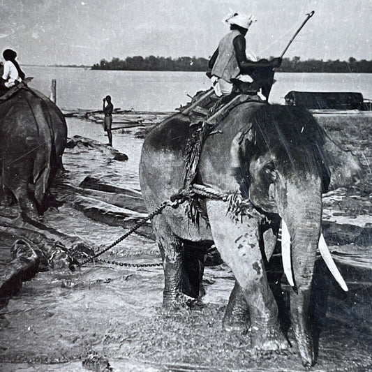 Antique 1910s Elephants Used For Logging In Burma Stereoview Photo Card P3700