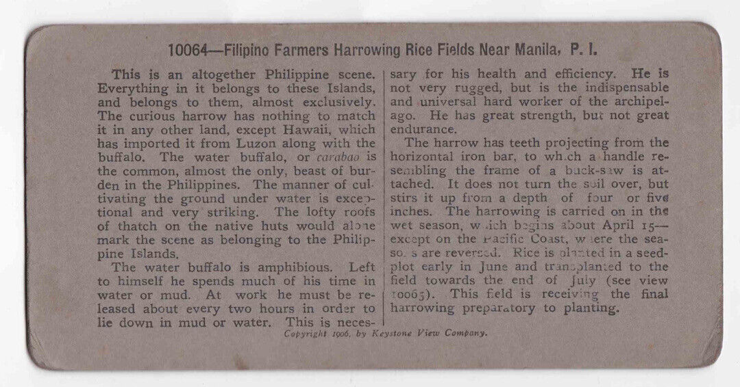 Antique 1906 Rice Farming With Buffalo, Manila, The Philippines Stereo Card P154