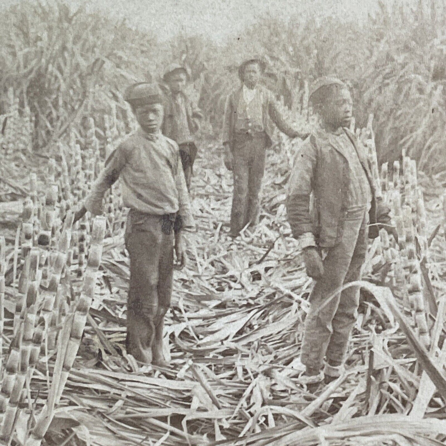 Children On Sugar Cane Farm In Louisiana Stereoview Antique c1878 X1524