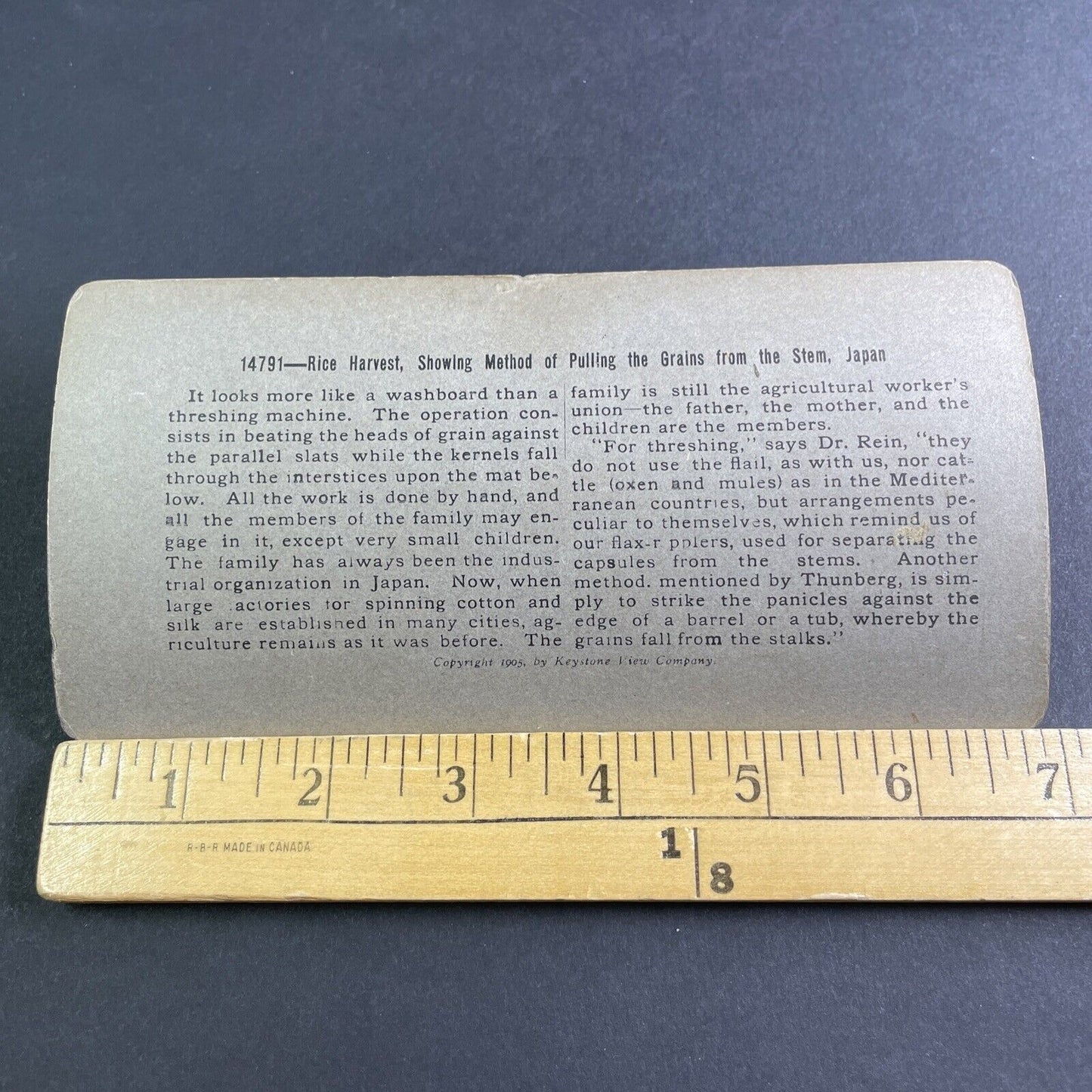 Antique 1905 Farmers Harvest Rice In Japan Stereoview Photo Card P2179