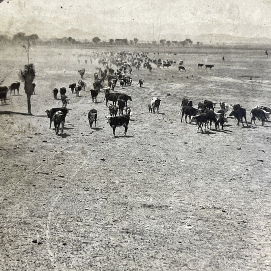 Antique 1910s Sierra Bonita Ranch Arizona Stereoview Photo Card P4313