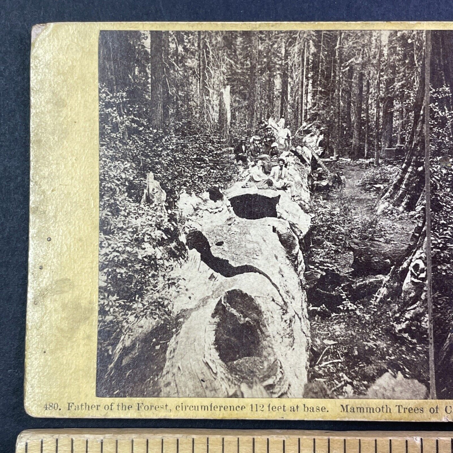 People Sitting On Big Tree Calaveras Stereoview att Thomas Houseworth c1869 Y030