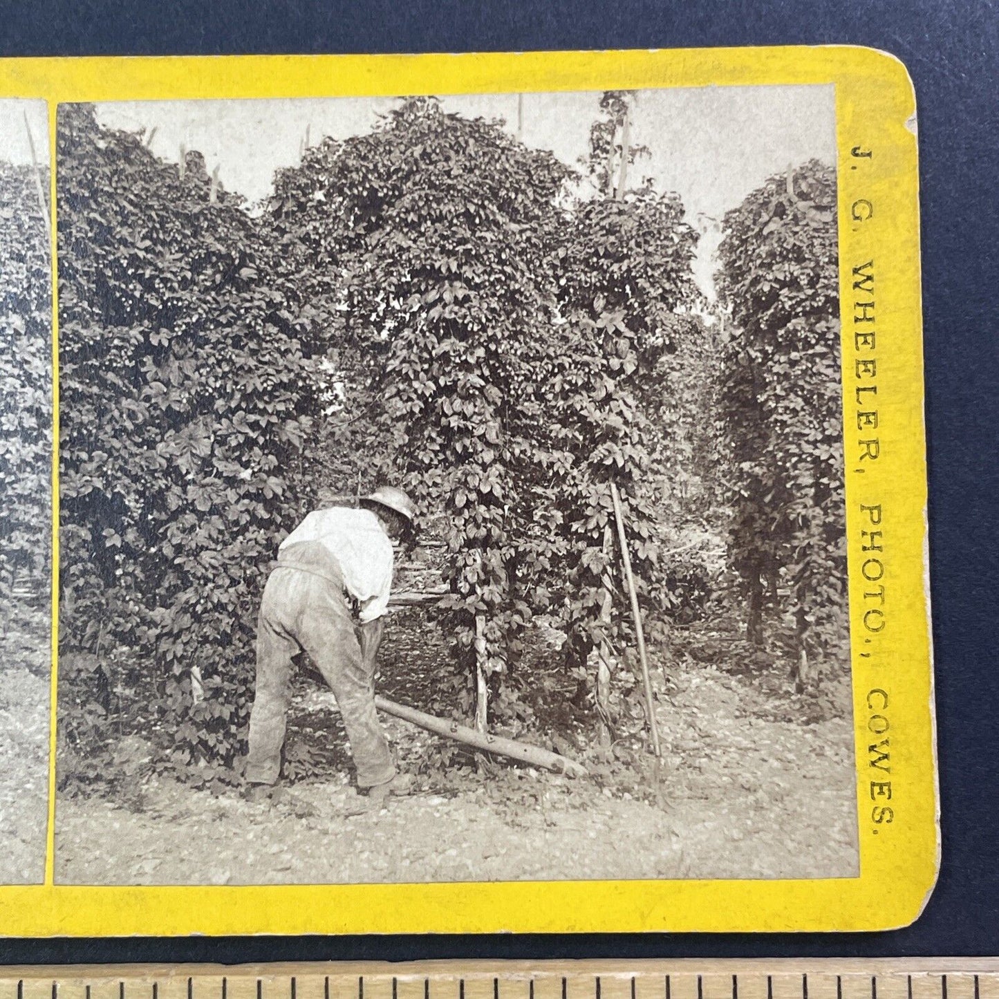 Growing Barley and Hops for Beer Stereoview Isle of Wight UK Antique c1870s Y010