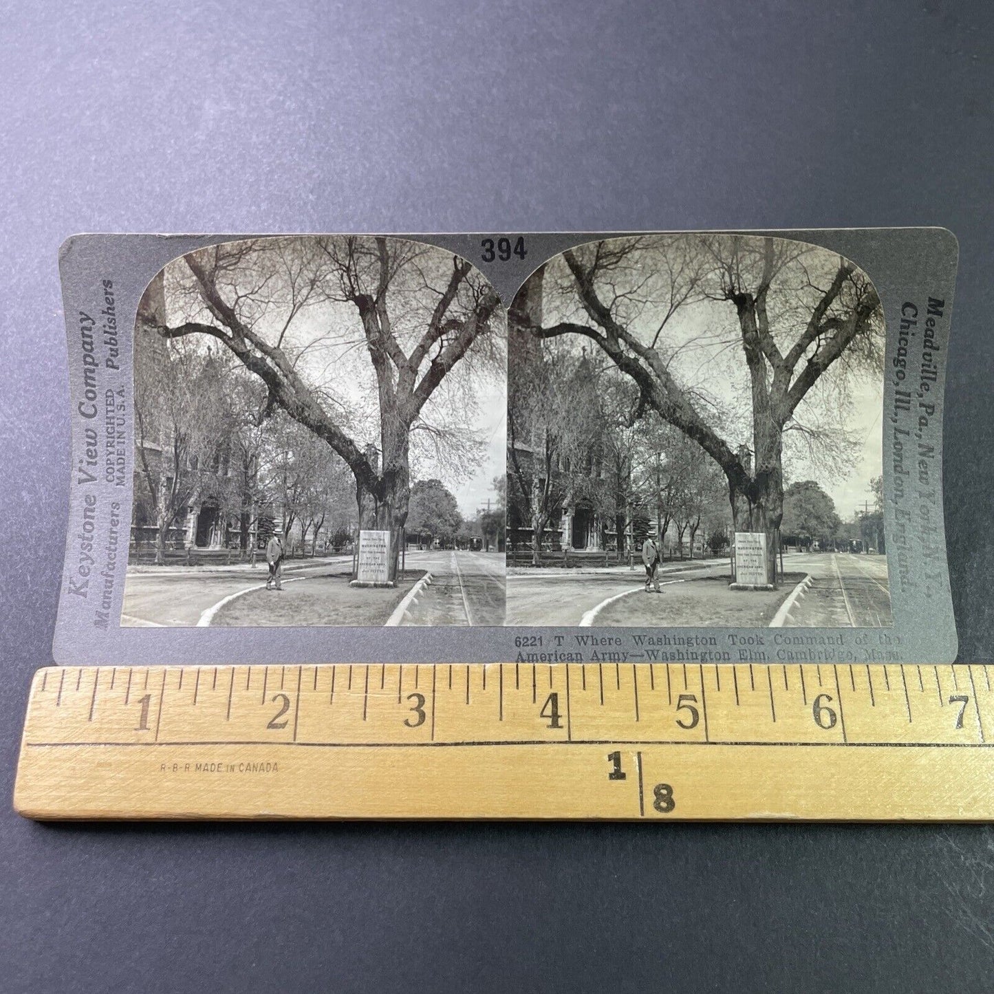 Antique 1925 Washingtons Elm Tree Cambridge Mass Stereoview Photo Card P3290