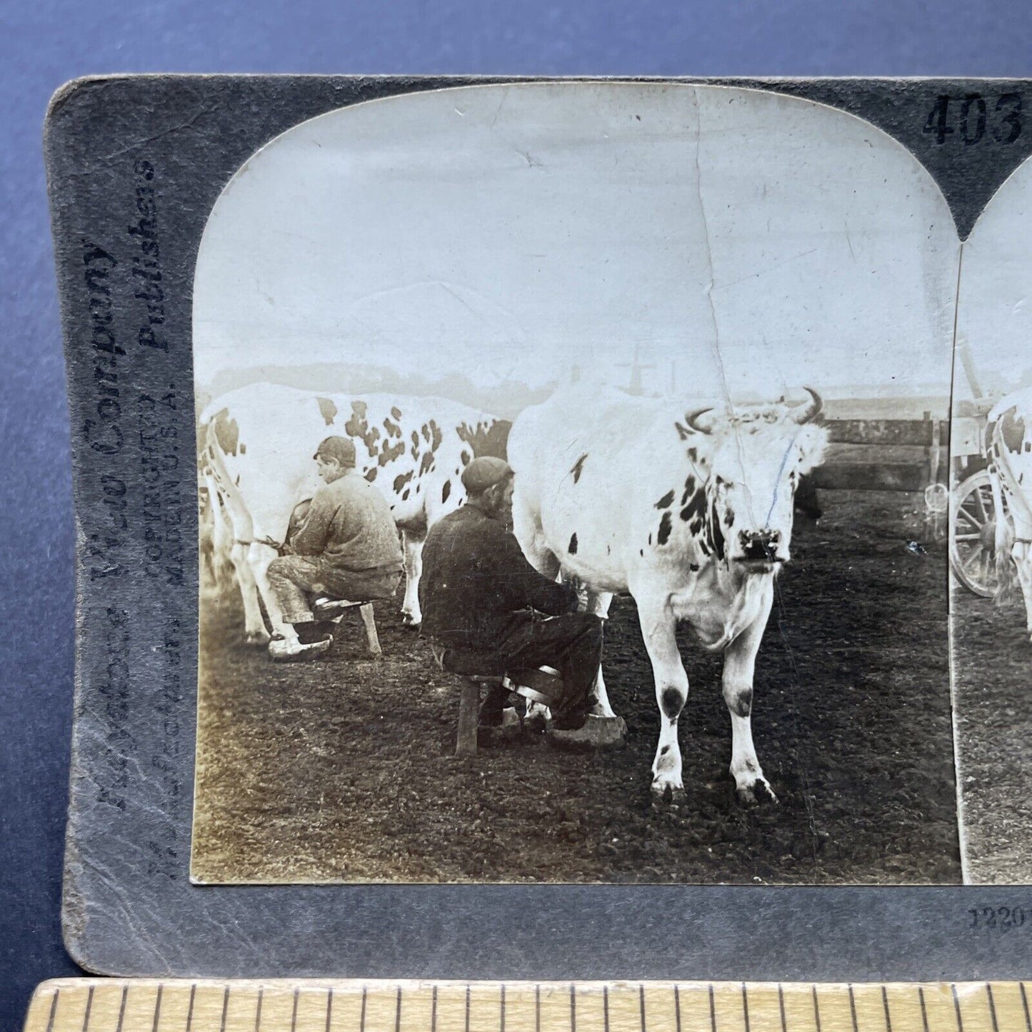 Antique 1906 Dutch Farmers Milking Cows Rotterdam Stereoview Photo Card P2500