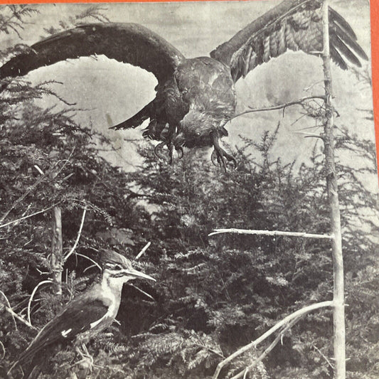 Antique 1860s A Stuffed Hawk And Stuffed Woodpecker Stereoview Photo Card P4721