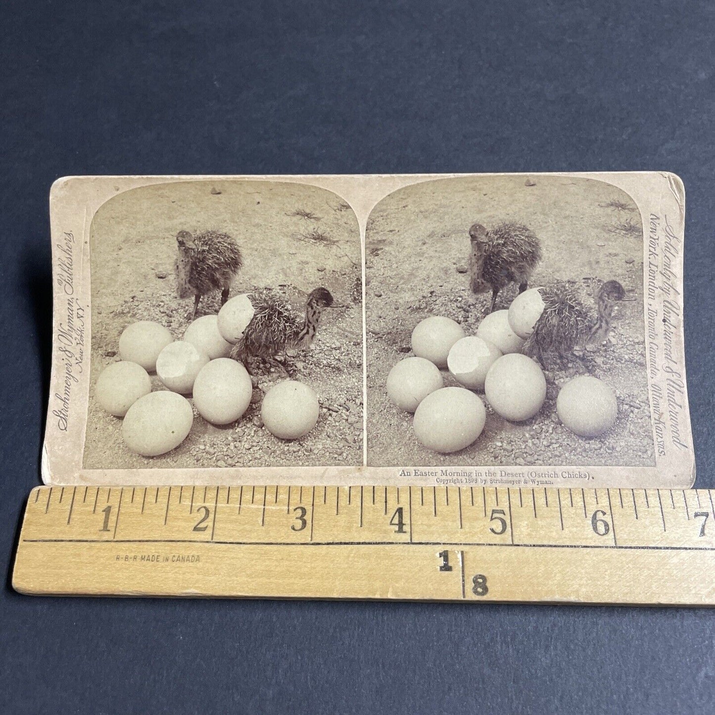 Antique 1898 Baby Ostrich Ostriches Hatch Hatching Stereoview Photo Card P4287