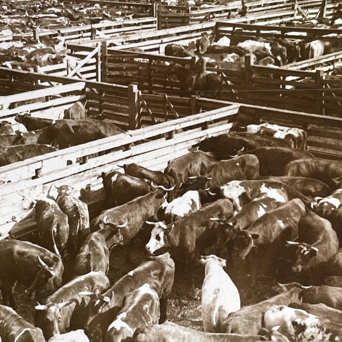 Antique 1905 Huge Cattle Stockyard Chicago Illinois Stereoview Photo Card P1789