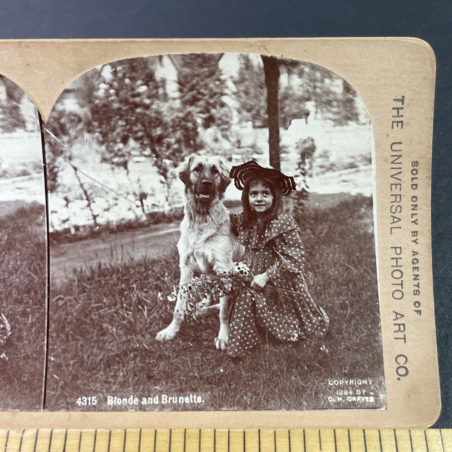 Antique 1894 Girl With Golden Retriever Mix Dog  Stereoview Photo Card P3365