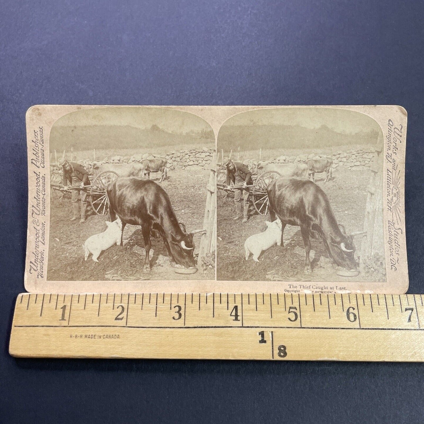 Antique 1890s Pig Milks A Cow On A Farm Stereoview Photo Card P3555