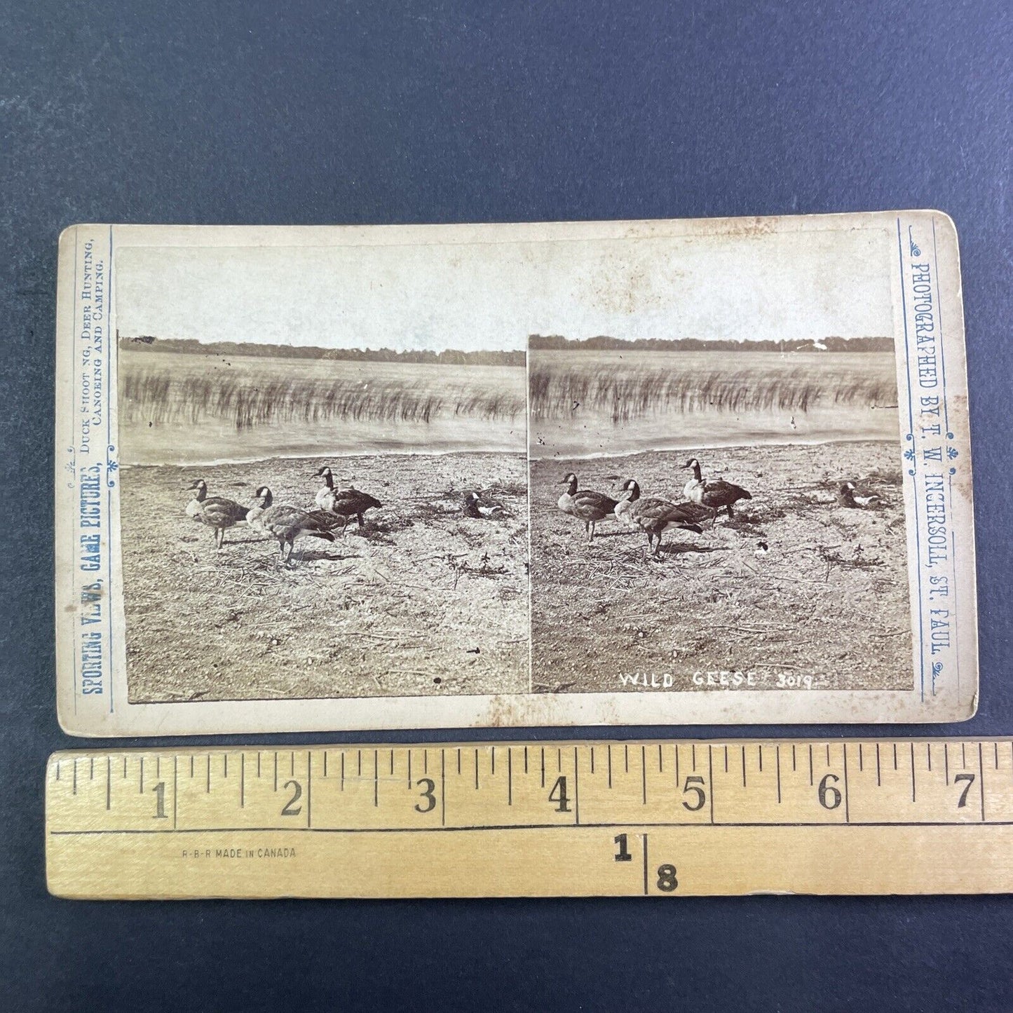 Canada Goose Geese in Montana Stereoview T.W. Ingersoll Antique c1888 Y1335