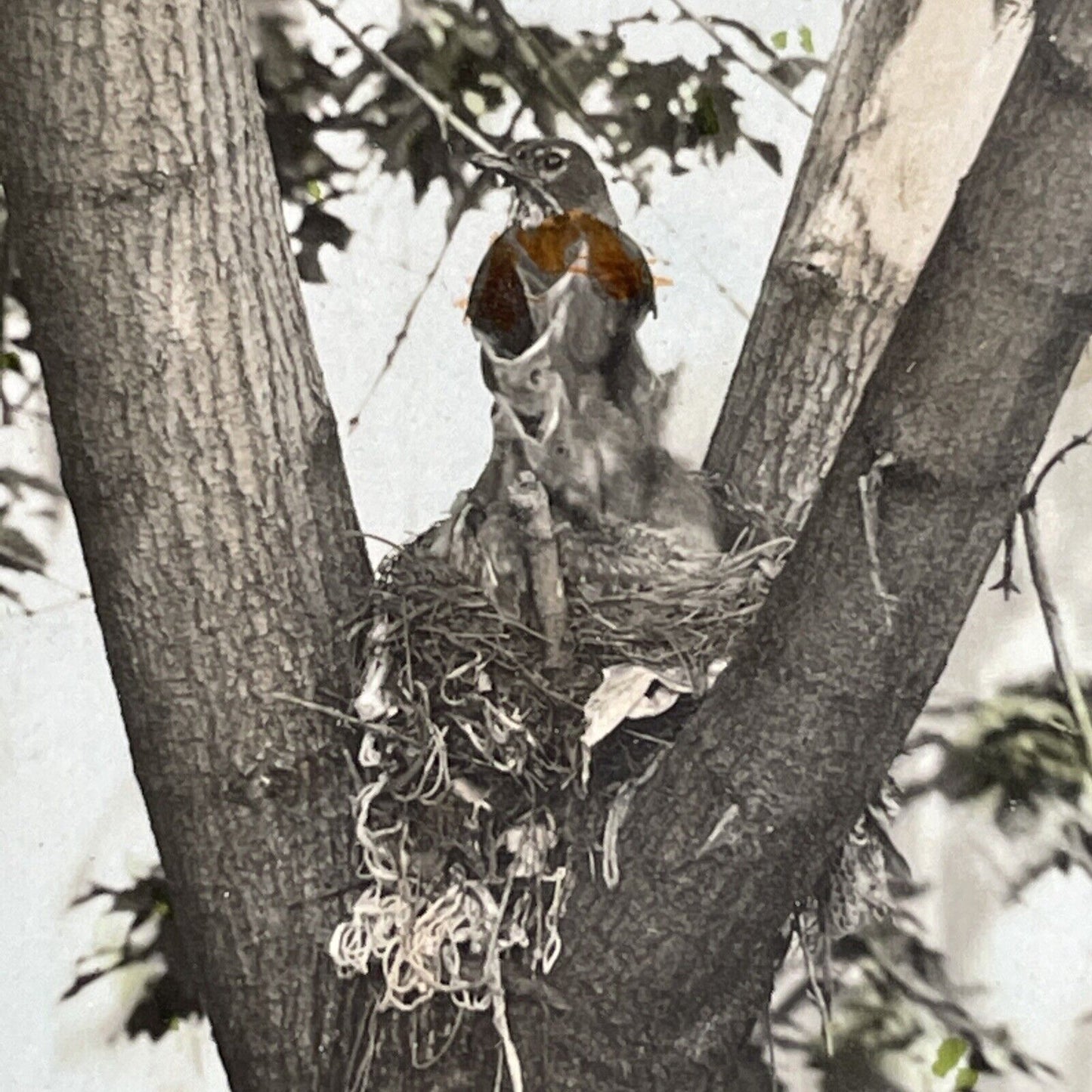 Antique 1908 Robin Feeding It's Young In Elder Tree Stereoview Photo Card PC796