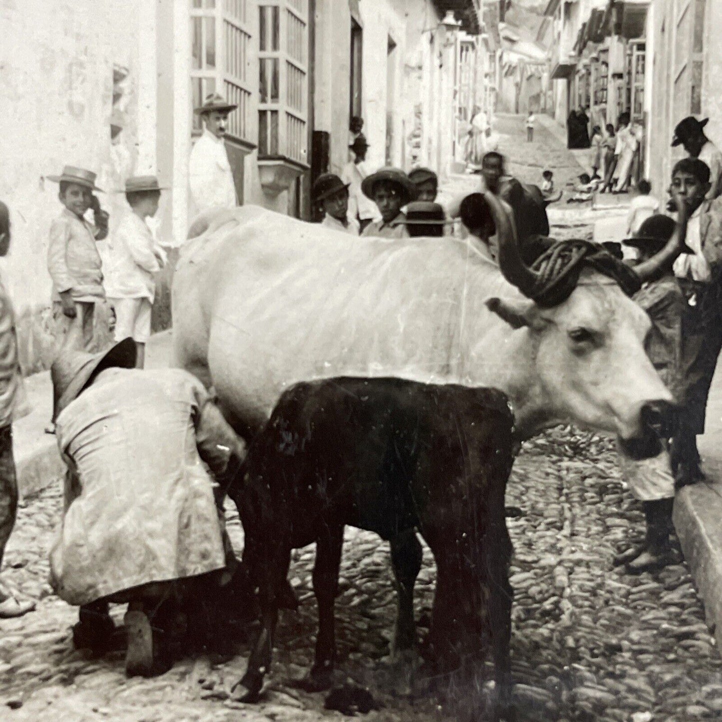 Antique 1910s Milking Cows In The Street Venezuela Stereoview Photo Card P3667